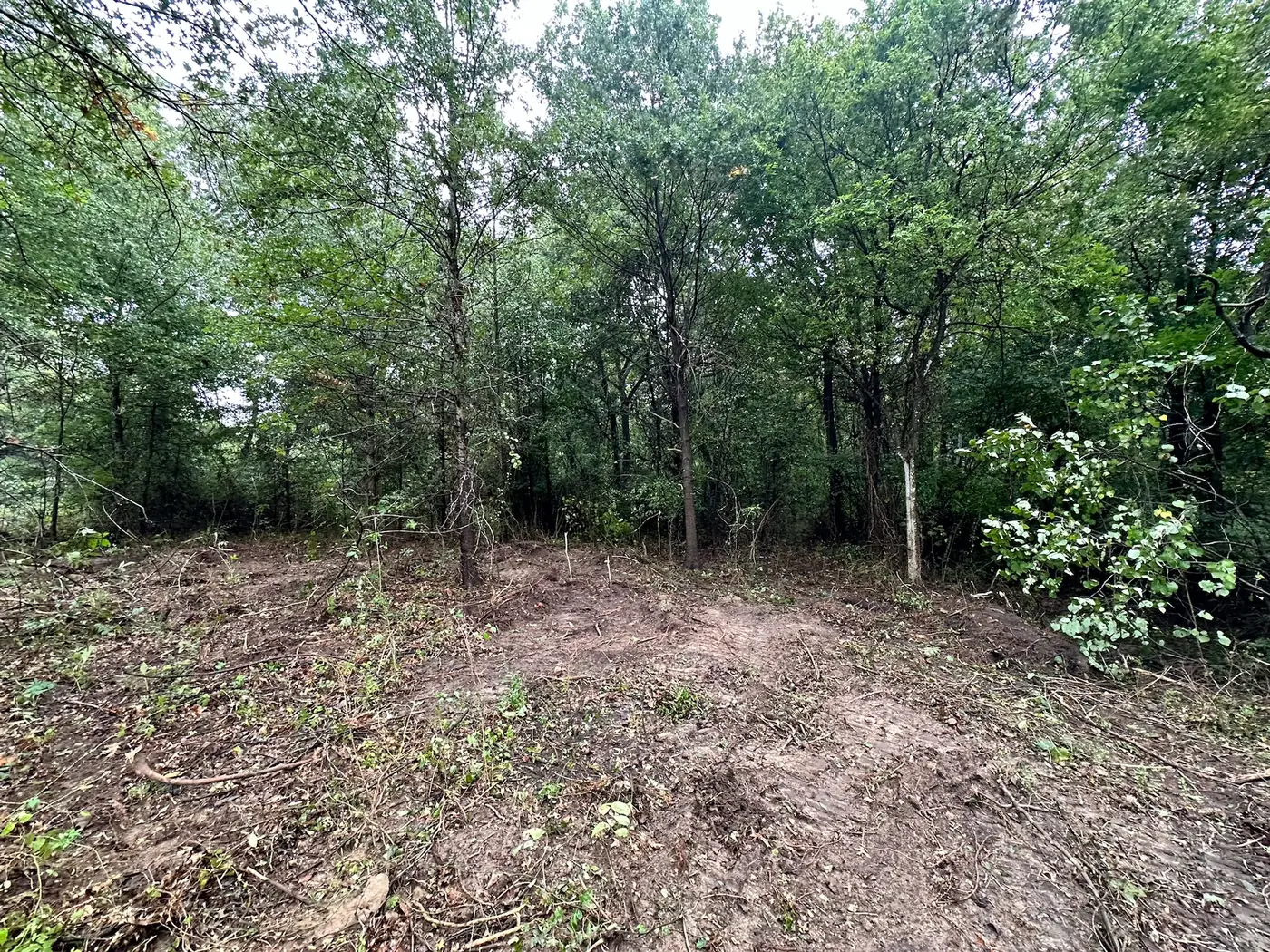 Dense wooded lot before land clearing